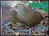 lord_howe_woodhen_154020