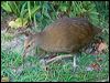lord_howe_woodhen_154032