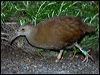 lord_howe_woodhen_154173