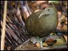lord_howe_woodhen_154326