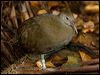 lord_howe_woodhen_154355