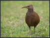 lord_howe_woodhen_154399