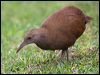 lord_howe_woodhen_154405