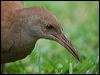 lord_howe_woodhen_154413