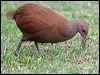 Click here to enter gallery and see photos of Lord Howe Woodhen