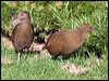 lord_howe_woodhen_154453