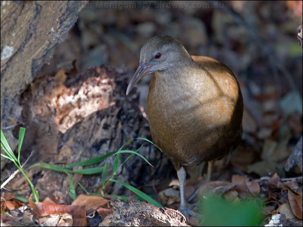 Lord Howe Woodhen. lord_howe_woodhen_154002.psd