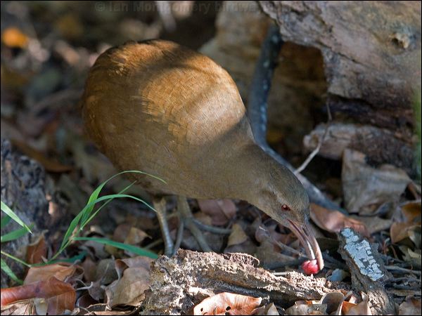 Lord Howe Woodhen. lord_howe_woodhen_154014.psd