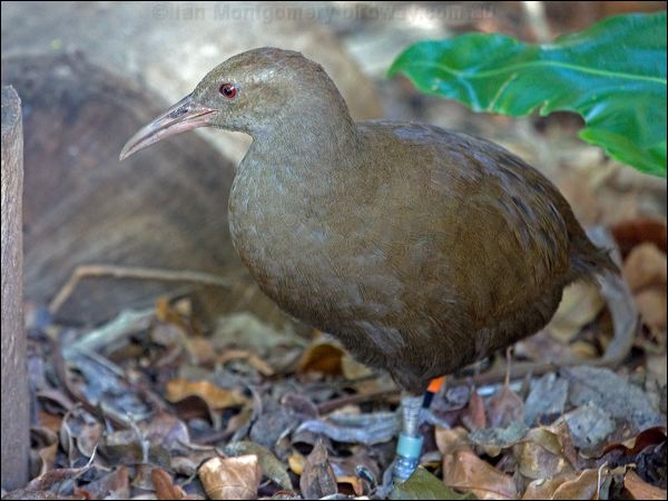 Lord Howe Woodhen. lord_howe_woodhen_154020.psd