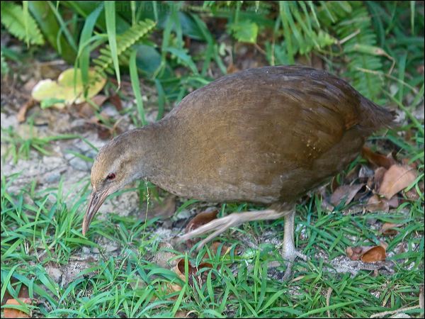 Lord Howe Woodhen. lord_howe_woodhen_154032.psd