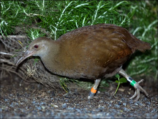 Lord Howe Woodhen. lord_howe_woodhen_154173.psd