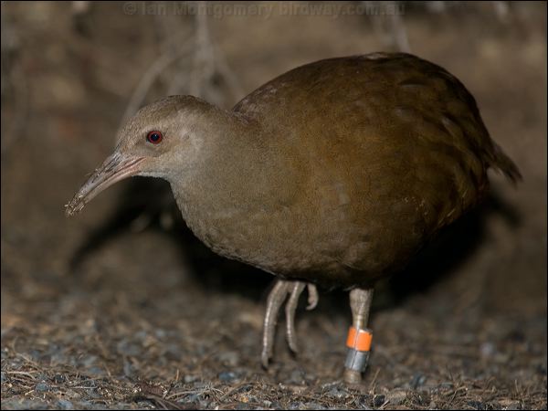 Lord Howe Woodhen. lord_howe_woodhen_154183.psd