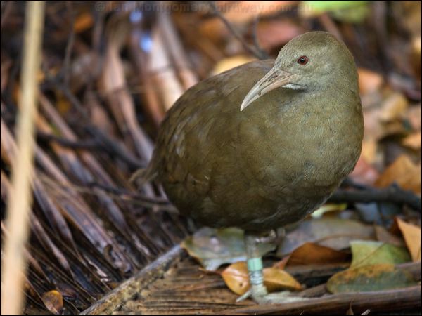 Lord Howe Woodhen. lord_howe_woodhen_154326.psd