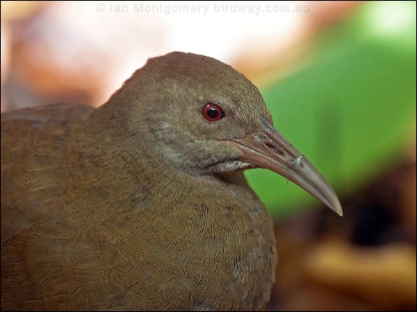 Lord Howe Woodhen. lord_howe_woodhen_154346.psd