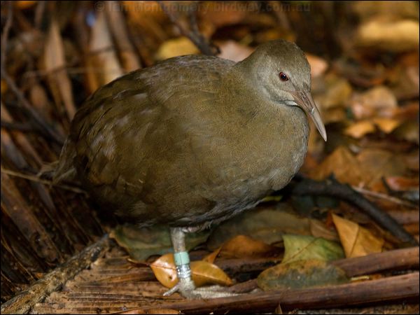 Lord Howe Woodhen. lord_howe_woodhen_154355.psd