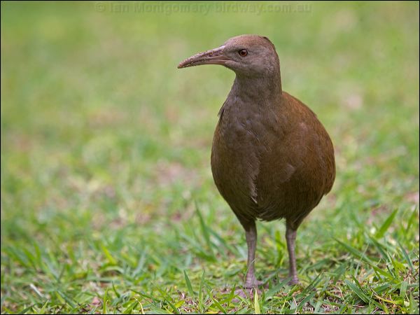 Lord Howe Woodhen. lord_howe_woodhen_154399.psd