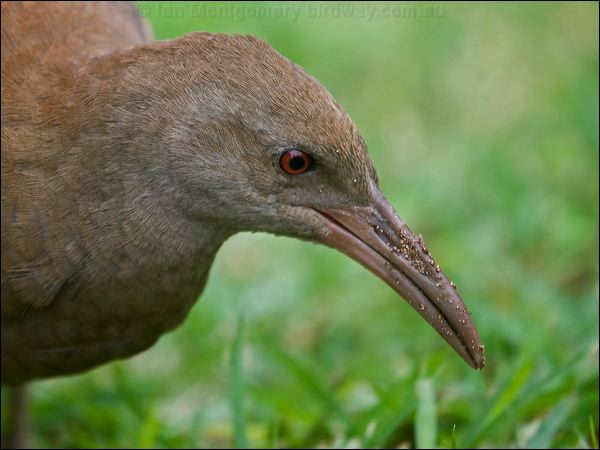 Lord Howe Woodhen. lord_howe_woodhen_154413.psd