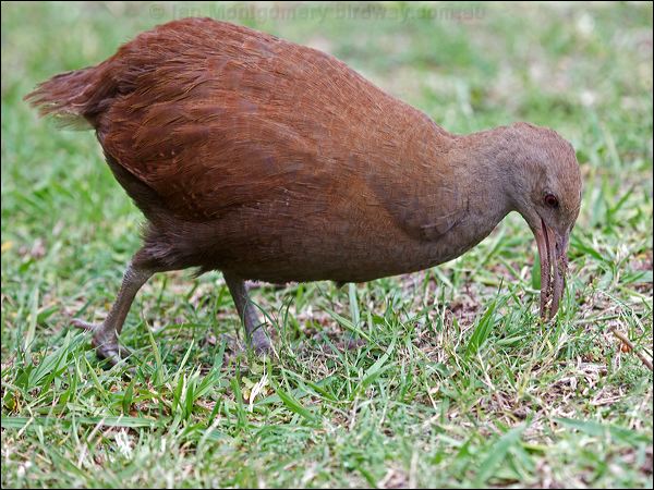 Lord Howe Woodhen. lord_howe_woodhen_154419.psd