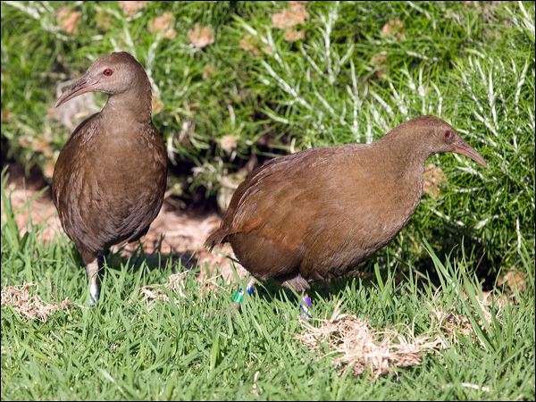 Lord Howe Woodhen. lord_howe_woodhen_154453.psd