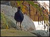 bush_hen_84821