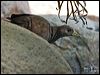 Click here to enter gallery and see photos of Pale-vented Bush-hen