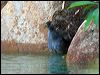 bush_hen_84846