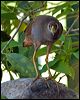 bush_hen_84891