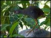 bush_hen_84901