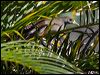 bush_hen_84919