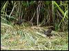 bushhen_63705