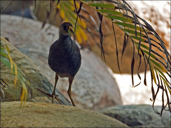 Pale-vented Bush-hen bush_hen_84821.psd