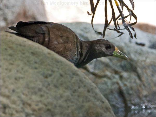 Pale-vented Bush-hen bush_hen_84824.psd