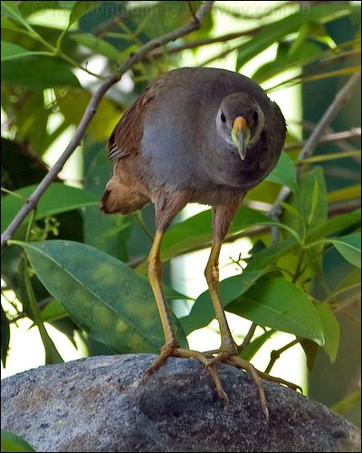Pale-vented Bush-hen bush_hen_84891.psd