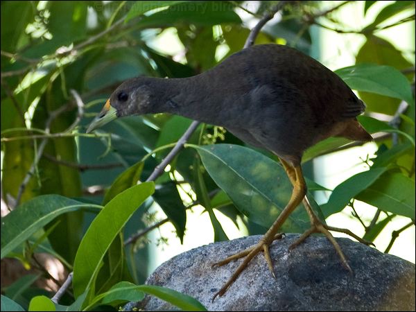 Pale-vented Bush-hen bush_hen_84901.psd