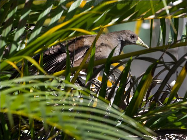 Pale-vented Bush-hen bush_hen_84919.psd