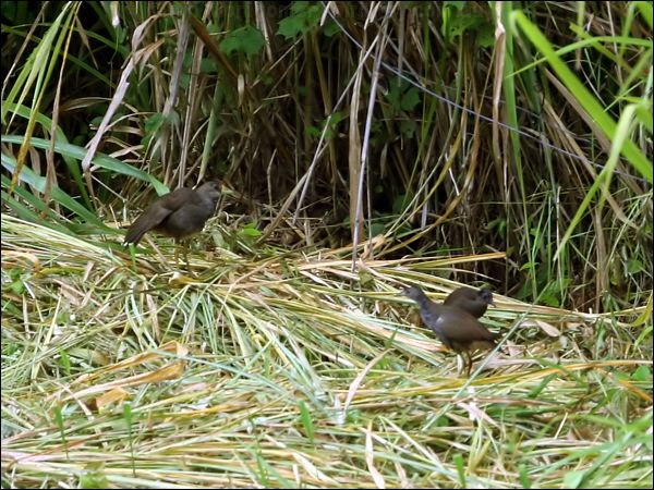 Pale-vented Bush-hen bushhen_63705.jpg