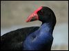 Click here to enter gallery and see photos of Purple Swamphen