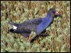 purple_swamphen_05726