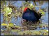 purple_swamphen_116509