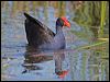 purple_swamphen_116759