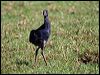 purple_swamphen_140164