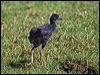 purple_swamphen_140170