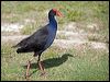 purple_swamphen_164653