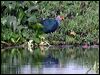 purple_swamphen_16651