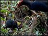 purple_swamphen_168058