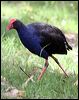 purple_swamphen_47042