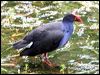 purple_swamphen_47151