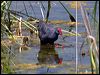 purple_swamphen_53483
