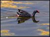 purple_swamphen_53488