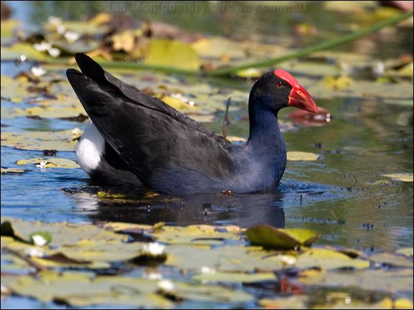 Purple Swamphen purple_swamhen_116858.psd